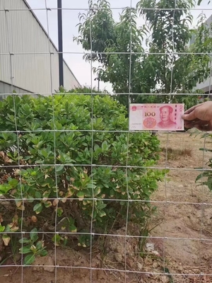 Grassland Wire Mesh Making Machine for Cattle Fence/Horse Fence/Deer Fence
